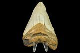 Fossil Megalodon Tooth - North Carolina #131578-2